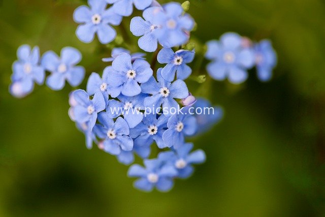Close-Up of Fresh Natural Blue Forget-Me-Not Tiny Flowers
