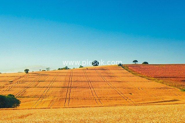 Wheat Field Agricultural Landscape: Harvest Season with Tractor Operations