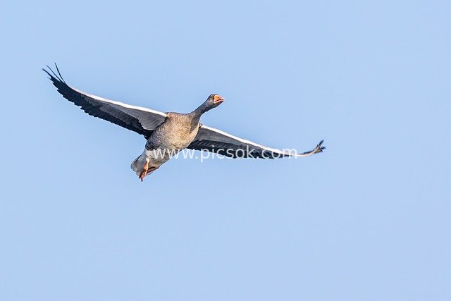 Greylag Goose Soaring in the Blue Sky - Wildlife Flight Footage