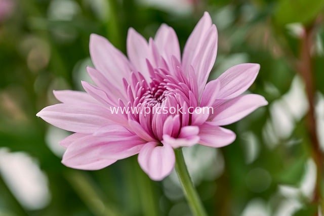 粉色大丽花绽放特写 自然清新花卉素材