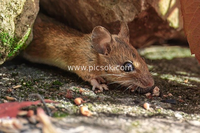 Adorable Wild Mouse Foraging in Rock Crevice – Close-Up Shot
