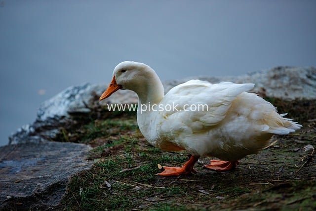 秋日湖边白鸭漫步湿润草地自然生态风景照