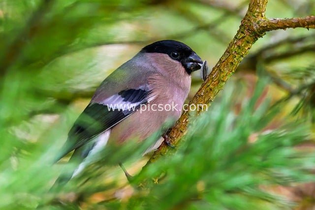 Close-up of Gray Sparrow Perched on Pine Branch Hunting Insects - Wild Bird Natural Ecology