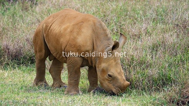 Baby Rhino on African Savanna – Safari Wildlife Scene