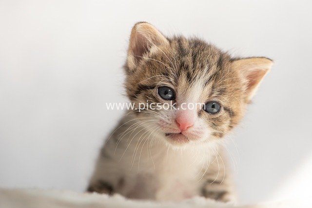 Adorable Tabby Kitten Pet Portrait