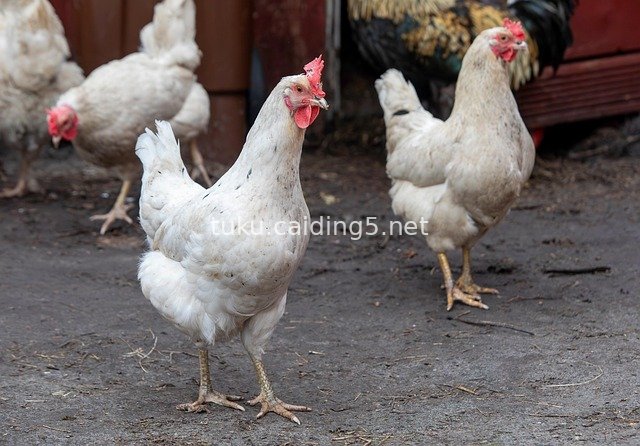 乡村农场散养母鸡 家禽养殖生动场景