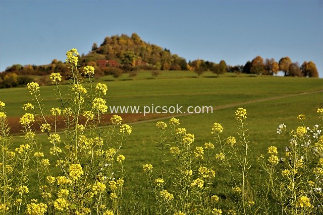 Autumn Pastoral Scenery of Yellow Flower Hills in Tuttlingen, Germany