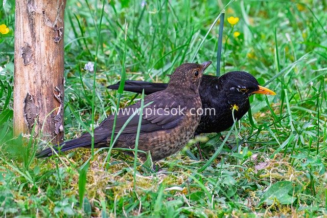 blackbird, bird, wildlife, ornithology, bird watching, songbird, meadow, grass, beak, plumage, foraging, nature, eco system, environmental protection