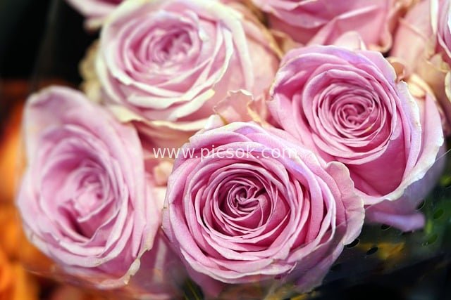 Romantic Pink Rose Bouquet: Close-up of Delicate Flowers
