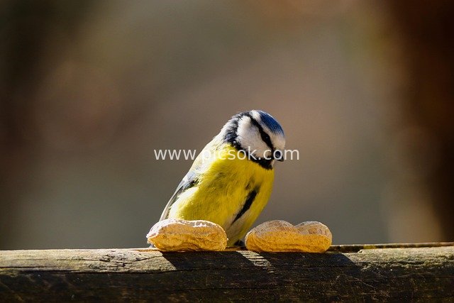 Blue Tit Foraging for Peanuts: Curiously Exploring a Small Natural Scene