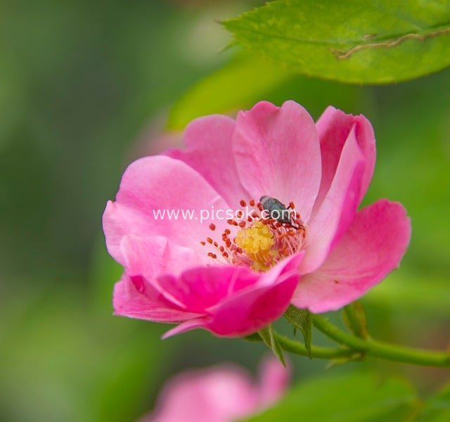 粉色玫瑰绽放特写 清新花园花卉摄影