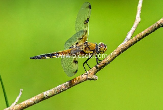 dragon-fly, insect, macro, entomology, wildlife, wing, species, compound eyes, animal watching, eco system