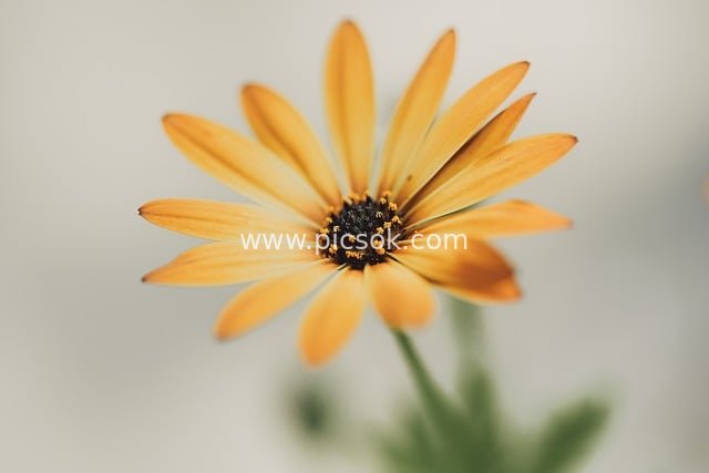 夏日橙黄雏菊花特写 清新自然花卉壁纸素材