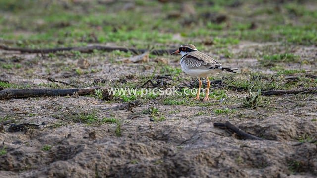 黑额鸻（澳洲涉禽）泥地栖息的野生鸟类图片