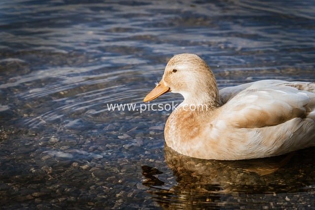 浅棕家鸭浮于清澈水纹 卵石滩畔自然生态场景