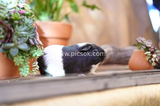 可爱黑白豚鼠与自然盆栽的温馨场景