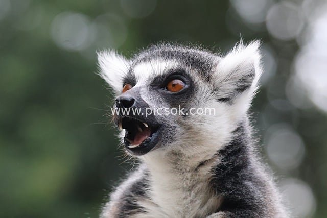 环尾狐猴面部特写 野生动物萌态瞬间