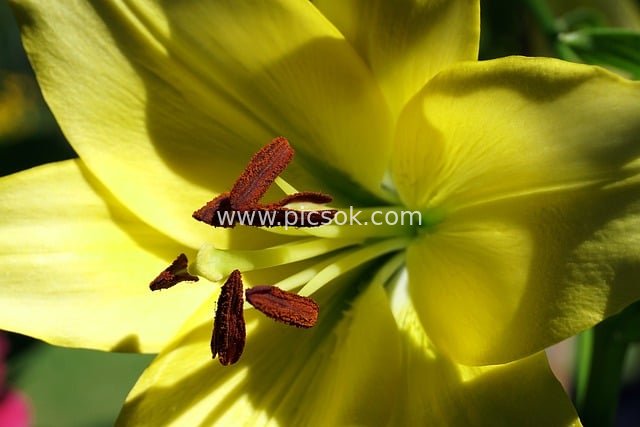 黄色百合花蕊特写 清新自然花卉壁纸素材