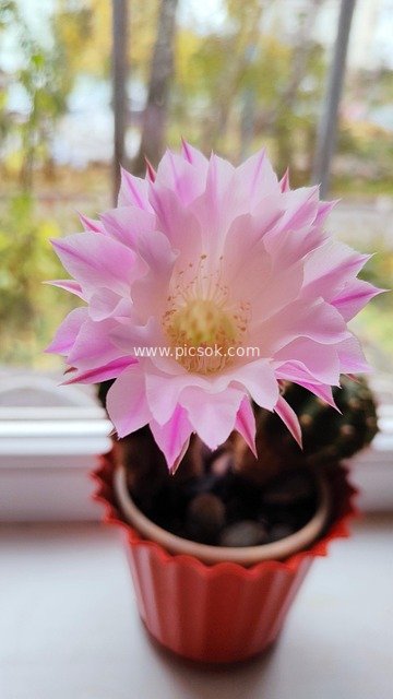 粉色仙人掌花绽放 室内窗台盆栽花卉美图
