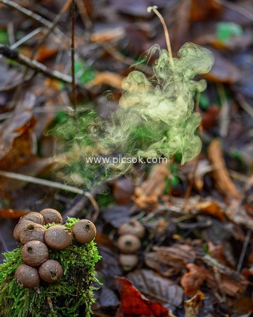 森林马勃菌释放孢子 自然真菌奇妙景观