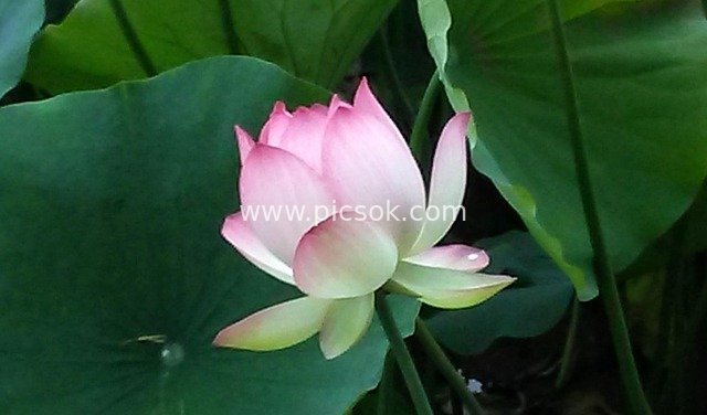 Pink Lotus at Echo Park: Fresh Beauty of Green Lotus Pond