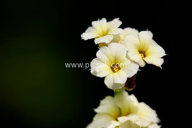 条纹庭菖蒲 淡黄清新小花自然之美