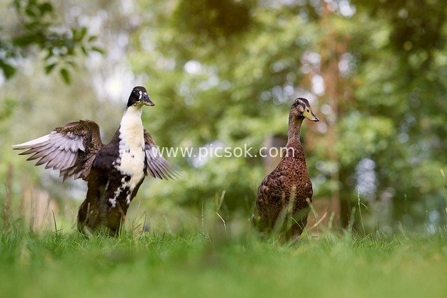 户外草地两只鸭子，一只展翅的自然瞬间