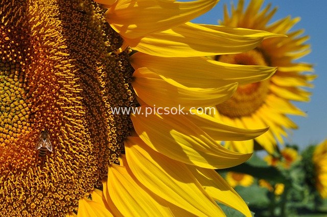 Close-up of a Bee Collecting Nectar on a Sunflower in a Summer Sunflower Field