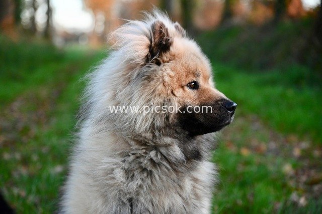 Fluffy Eurasier Walking on Natural Grassland - Heartwarming Pet Dog Portrait
