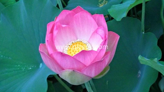 Close-up of Blooming Pink Lotus in Eco Park