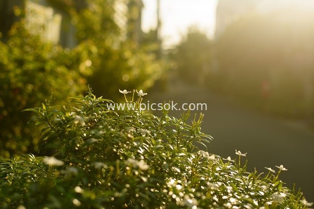 黄昏暖阳下的绿植白花小径自然景观