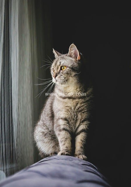 Elegant Gaze: Portrait of a Gray Tabby Pet Cat