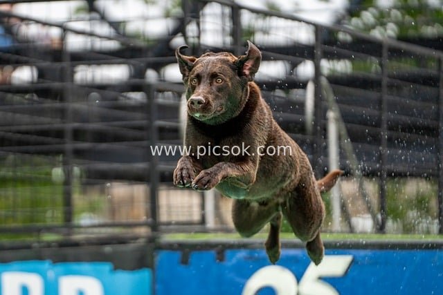 Sporting Dog Diving Event: Thrilling Mid-Air Leap with Splashes