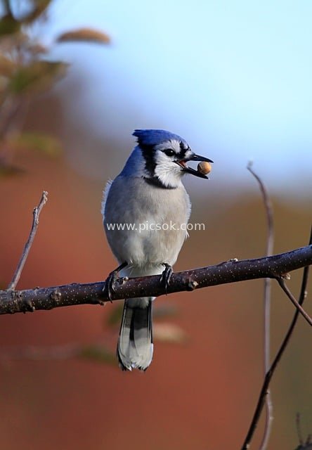 枝头栖息的冠蓝鸦 叼食坚果的灵动鸟类