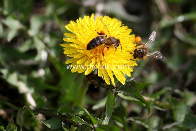 Bees Collecting Nectar on Yellow Dandelions: A Natural Ecological Scene