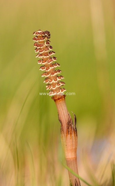 Close-up of Field Horsetail: Spring Vitality of a Medicinal Herb