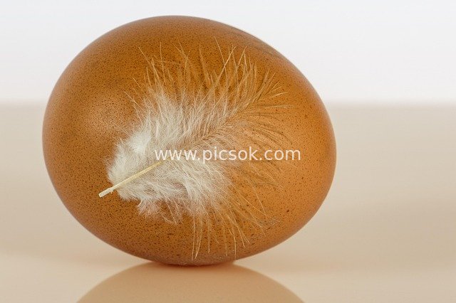 棕色鸡蛋配白色羽毛 生物健康营养素材