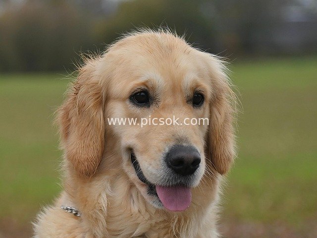 金毛犬特写 温顺宠物狗户外肖像