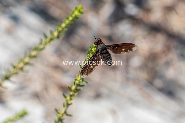 Macro Close-up of Anthrax anthrax Resting on a Green Branch: A Wild Ecological Moment