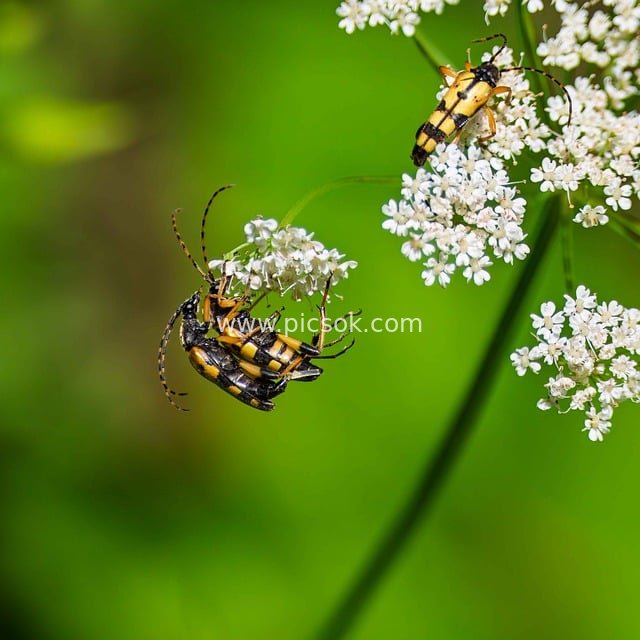 beetle, wasp beetles, insect, close up, animal, wildlife, biotope, sensor, eco system, environment, green