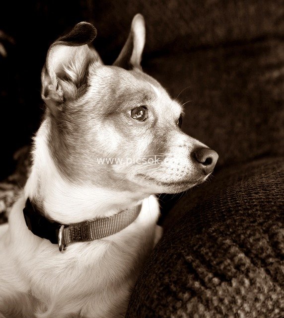 Close-up of a Cute Pet Dog – Portrait of a Warm Family Companion