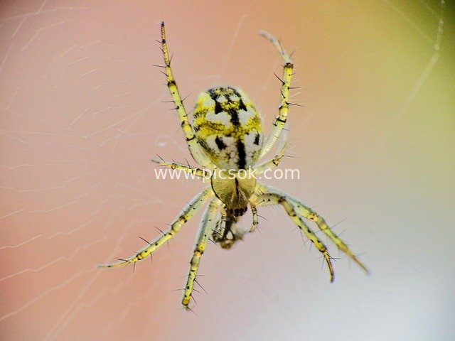 Close-Up Macro Shot of a Colorful Spider and Its Web