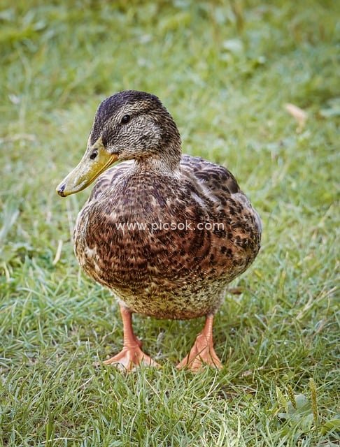 草地上的野生绿头鸭雌鸭 可爱水鸟素材