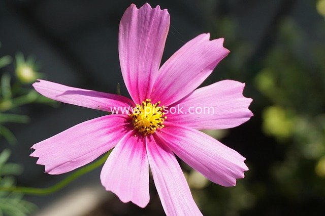 Close-up of Pink Cosmos Flower | Aesthetic Natural Floral Wallpaper Material