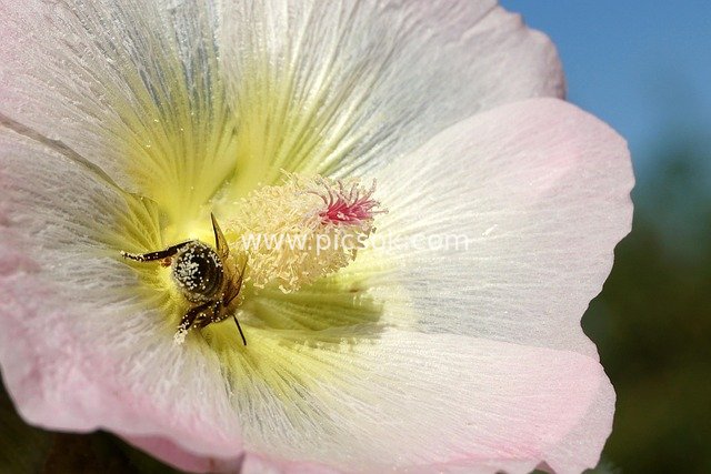 Close-Up of Bee Pollinating Pink Flower: A Spring Natural Ecology Moment