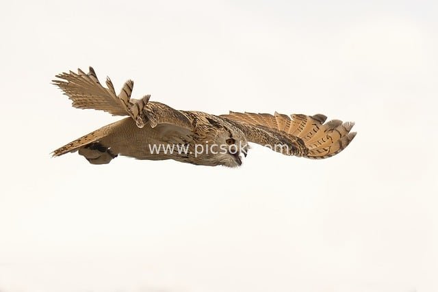 Eurasian Eagle-Owl Soaring: A Dynamic Flight Moment of Wild Raptor