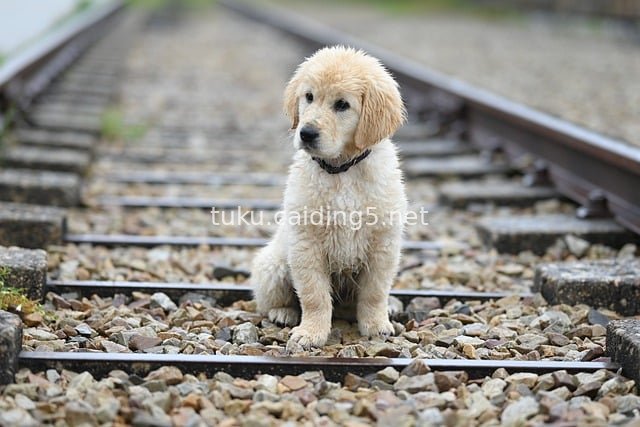 Adorable Golden Retriever Puppy Sitting on Railway Tracks – Pensive Cute Outdoor Scene