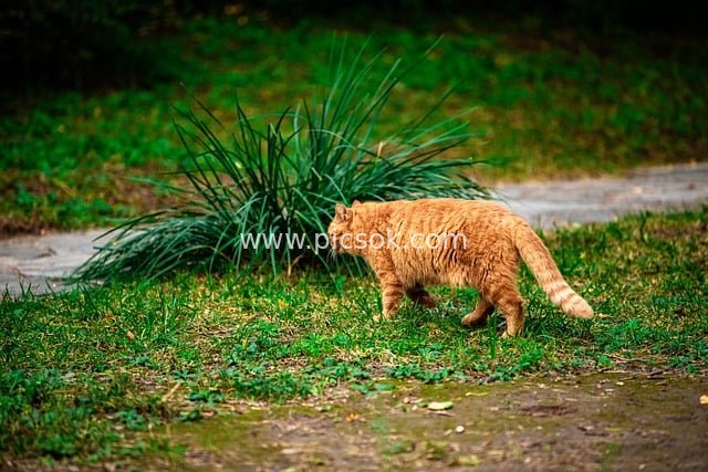 橘猫漫步公园草地 自然清新户外场景