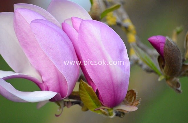 春日粉紫玉兰花特写 枝头绽放花卉素材