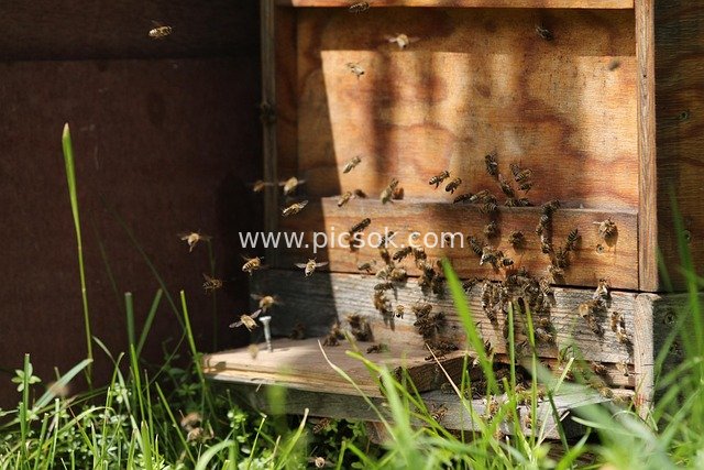 Scene of Busy Bees Flying and Collecting Nectar Around a Wooden Beehive